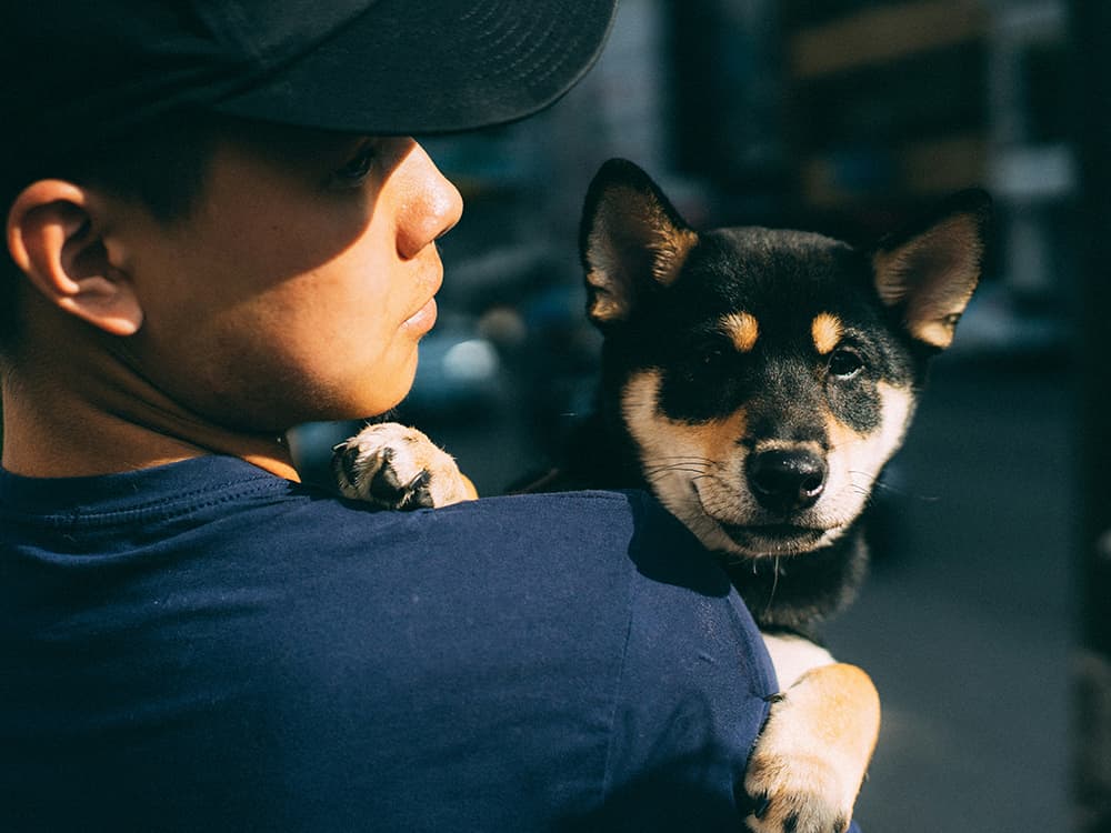 transport caini Bucuresti - Masina autorizata Caninmobil