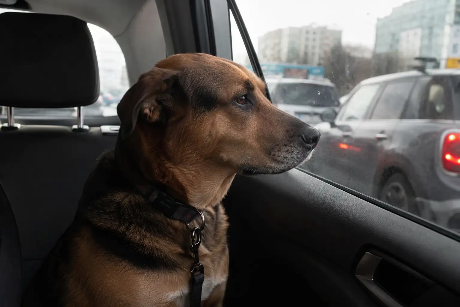 Câine calm în timpul transportului